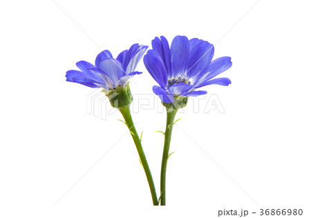 blue cineraria isolated 36866980