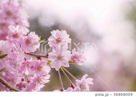 しだれ桜　サクラ　桜　春イメージ 36868009
