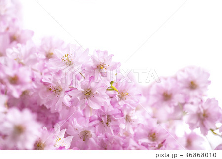 しだれ桜　サクラ　桜　春イメージ 36868010