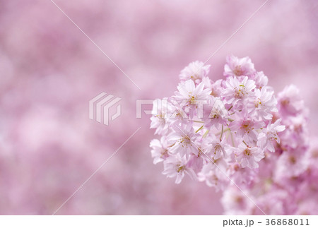しだれ桜　サクラ　桜　春イメージ 36868011