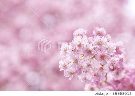 しだれ桜　サクラ　桜　春イメージ 36868012