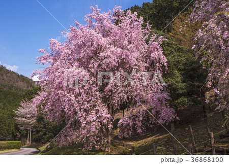 しだれ桜　山桜　サクラ　桜　春イメージ　三重観光スポット 36868100