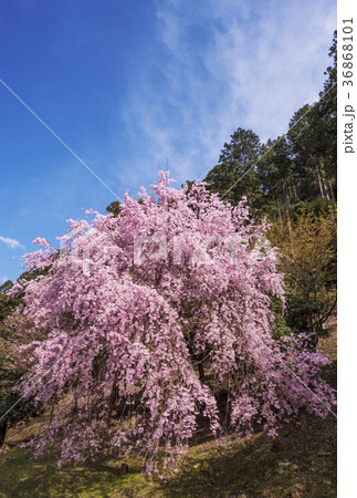 しだれ桜　山桜　サクラ　桜　春イメージ　三重観光スポット 36868101