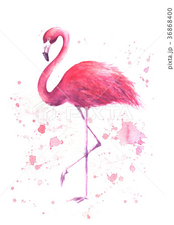 Watercolor Pink Flamingoのイラスト素材