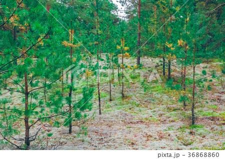 Pine forest green landscape 36868860