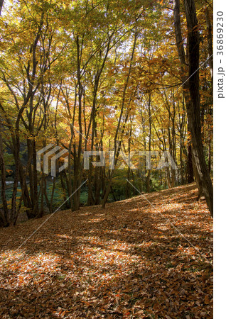 武蔵野の手入れの行き届いた林 36869230