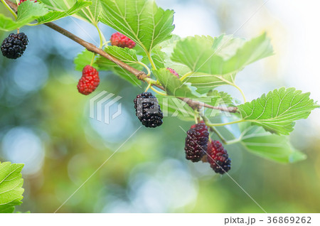 ripe berries of mulberry on branches of a tree 36869262