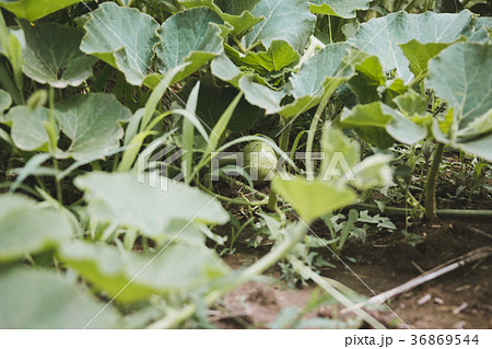farm farm 36869544