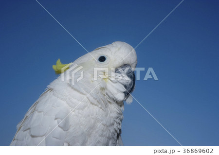 キバタン　オールドレンズによる撮影 36869602