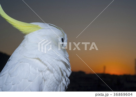 オウムと夕日　オールドレンズによる撮影 36869604