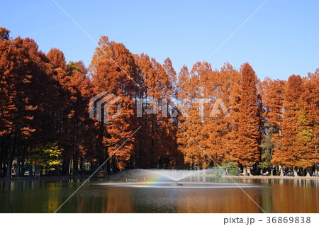 12月　さいたま27ﾒﾀｾｺｲﾔ並木の紅葉・別所沼公園 36869838