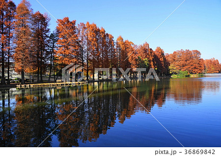 12月　さいたま31ﾒﾀｾｺｲﾔ並木の紅葉・別所沼公園 36869842