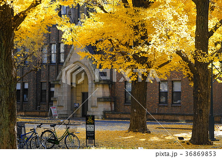 12月　東京大学31ｲﾁｮｳ並木の黄葉と落葉 36869853