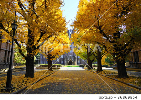 12月　東京大学32ｲﾁｮｳ並木の黄葉と落葉 36869854