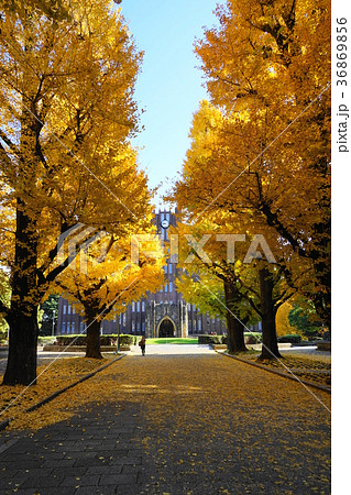 12月 東京大学34イチョウ並木の黄葉と落葉 12月 東京大学34イチョウ並木の黄葉と落葉 36869856