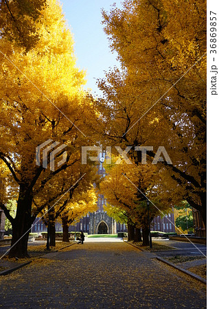 12月　東京大学35ｲﾁｮｳ並木の黄葉と落葉 36869857
