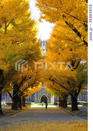 12月　東京大学36ｲﾁｮｳ並木の黄葉と落葉 36869858