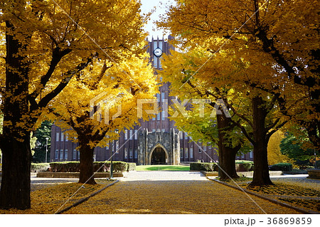 12月 東京大学37イチョウ並木の黄葉と落葉 12月 東京大学37イチョウ並木の黄葉と落葉 36869859
