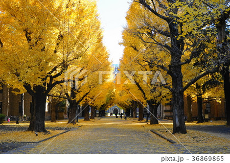 12月 東京大学43イチョウ並木の黄葉と落葉 12月 東京大学43イチョウ並木の黄葉と落葉 36869865