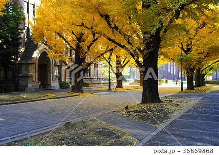 12月　東京大学46ｲﾁｮｳ並木の黄葉と落葉 36869868