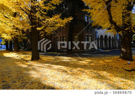 12月　東京大学48ｲﾁｮｳ並木の黄葉と落葉 36869870