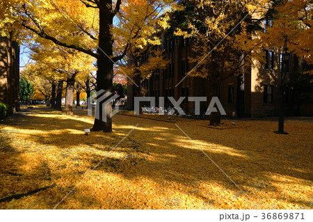 12月　東京大学49ｲﾁｮｳ並木の黄葉と落葉 36869871