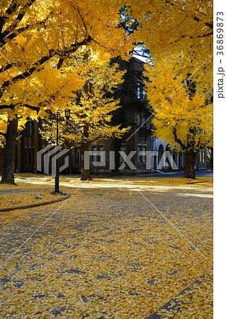 12月　東京大学51ｲﾁｮｳ並木の黄葉と落葉 36869873