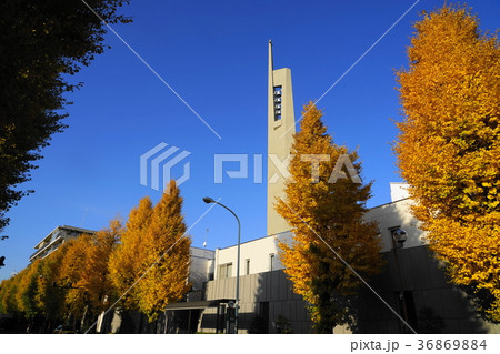 12月　目白通りｲﾁｮｳ並木の黄葉01ｶﾃﾄﾞﾗﾙ関口教会前 36869884