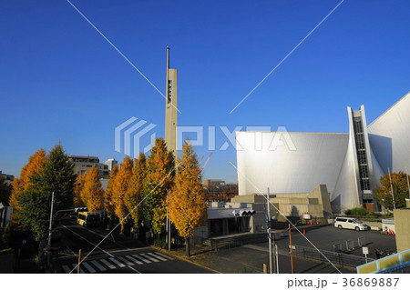 12月　目白通りｲﾁｮｳ並木の黄葉04ｶﾃﾄﾞﾗﾙ関口教会前 36869887