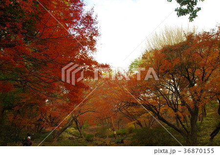 紅葉の日本家屋 36870155