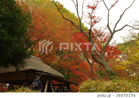 紅葉の日本家屋 紅葉の日本家屋 36870156