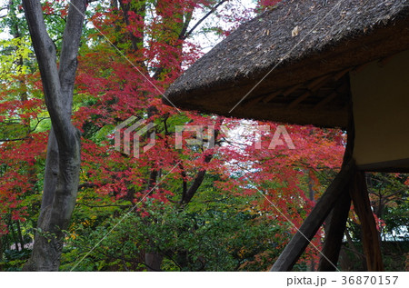 紅葉の日本家屋 36870157