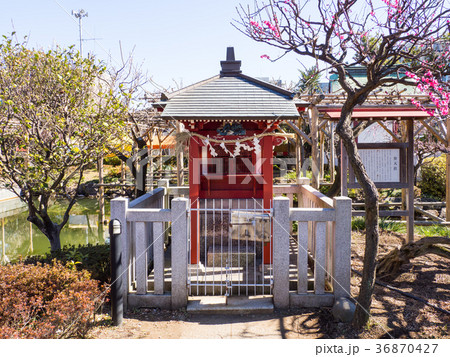 亀戸天神 36870427