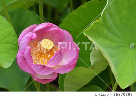 大谷本廟 大賀ハス(大賀蓮) 大谷本廟 大賀ハス(大賀蓮) 36870898