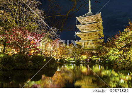 東寺の紅葉ライトアップ 東寺の紅葉ライトアップ 36871322