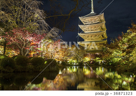 東寺の紅葉ライトアップ 東寺の紅葉ライトアップ 36871323