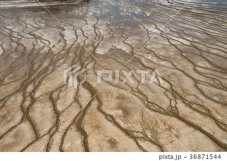 イエローストーン国立公園 36871544