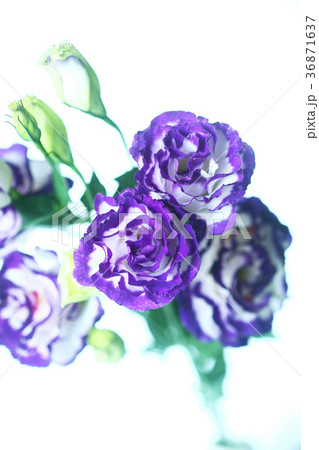 トルコキキョウ 紫と白色の花の写真素材
