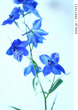 デルフィニウム 青紫色の花の写真素材