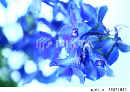 デルフィニウム 青紫色の花の写真素材
