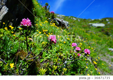 アルペンローゼ 36871735