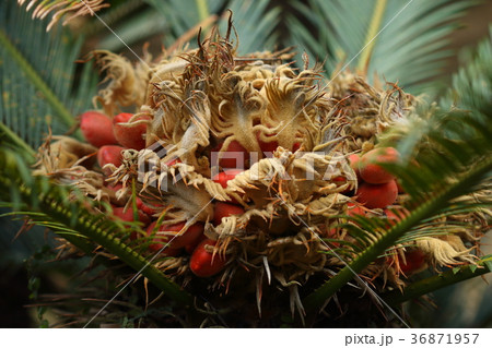 自然　植物　ソテツ、その昔『島育ち』なんていう歌がありましたが。那覇の十二月に赤く実った果実 36871957