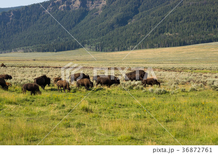 イエローストーン国立公園 イエローストーン国立公園 36872761