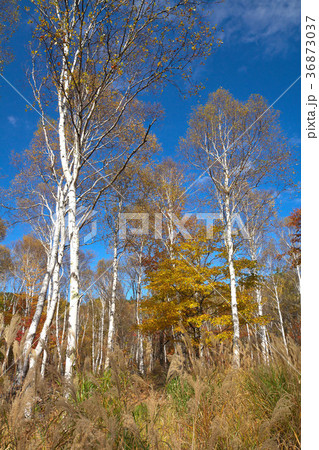 八千穂高原 秋の白樺の小径 八千穂高原 秋の白樺の小径 36873037