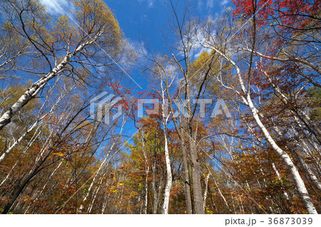 八千穂高原 秋の白樺の小径 八千穂高原 秋の白樺の小径 36873039