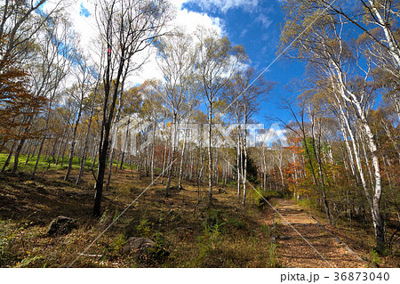 八千穂高原 秋の白樺の小径 八千穂高原 秋の白樺の小径 36873040