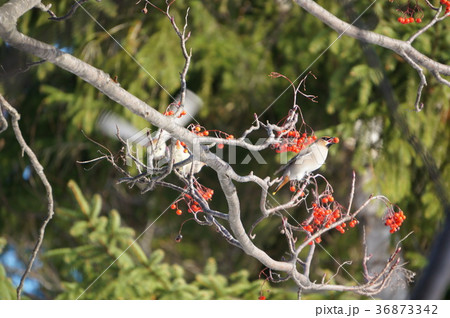 ナナカマドとキレンジャク 36873342