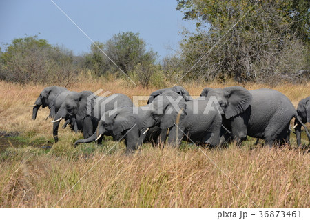 アフリカ、ボツワナ共和国、世界遺産オカバンゴ・デルタ、モレミ動物保護区を歩くアフリカゾウの群 アフリカ、ボツワナ共和国、世界遺産オカバンゴ・デルタ、モレミ動物保護区を歩くアフリカゾウの群 36873461