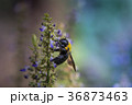 小さな花の蜜を吸うクマバチ 36873463