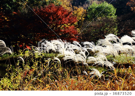 ススキ、紅葉、石神井公園 ススキ、紅葉、石神井公園 36873520